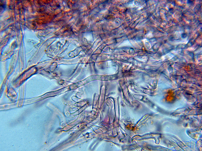 Una corticale simile alla Phlebia.